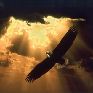 soaring_eagle_150